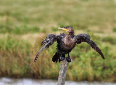 Cormorant