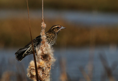 Red-winged Blackbird - Female