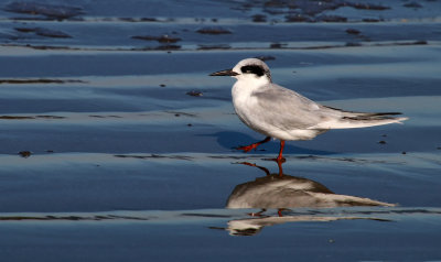 Forsters Tern winter plumage