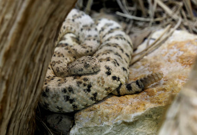 White Speckled Rattlesnake