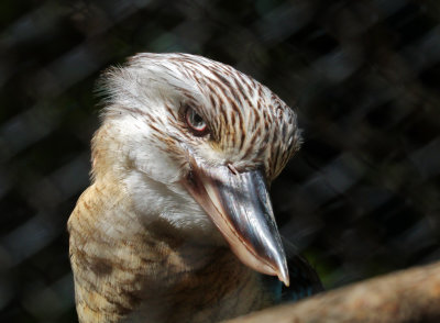 BlueWinged Kookaburra