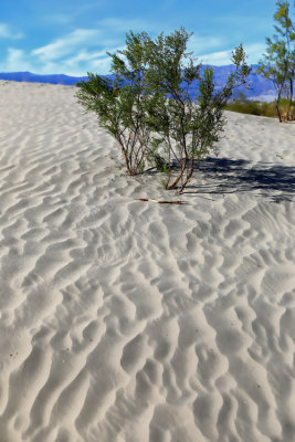 Mesquite Flat Sand Dumes 