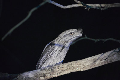 Tawny Frog Mouth.