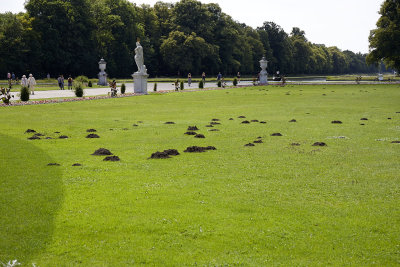 The bane of the grounds keeper -moles