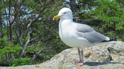 Acadia18_2065.JPG