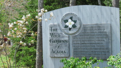 Wild Garden of Acadia