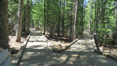 Island Forest Trail