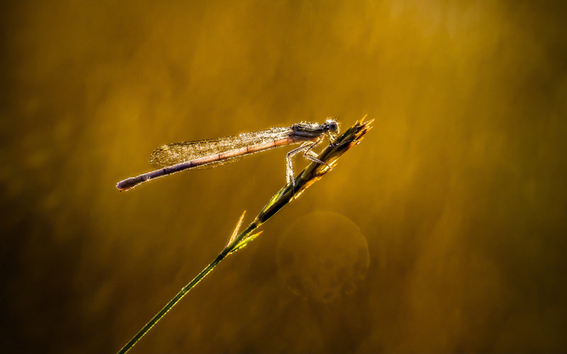 golden light