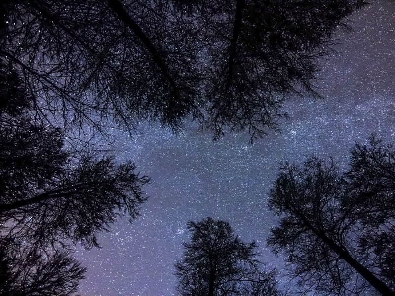 forest night