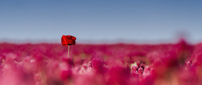 poppy in crimson clover field