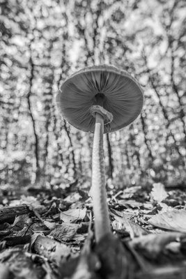 monochrome mushroom