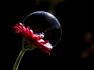 bubble on flower