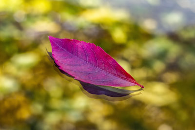 the crooked smile of autumn