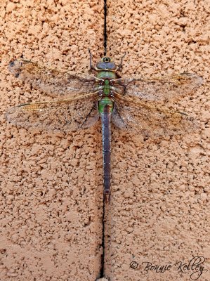 Dragonfly on the fence