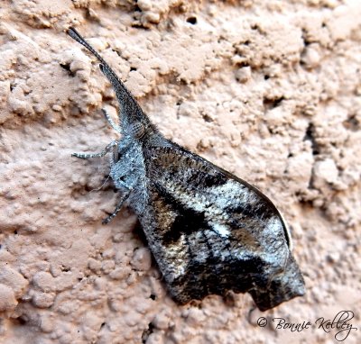 Moth on the wall
