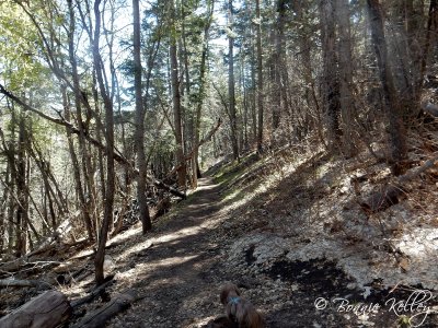 Osha Trail, Cloudcroft, NM