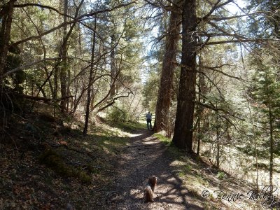 Osha Trail, Cloudcroft, NM