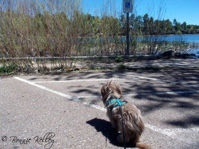 Casey at Rainbow Lake - Lakeside/Pinetop, AZ