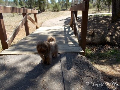 Casey on Mogillon Rim Trail,  Lakeside/Pinetop, AZ