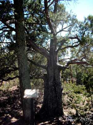 Mogillon Rim Trail, Lakeside/Pinetop, AZ