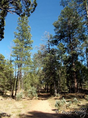 Mogillon Rim Trail, Lakeside/Pinetop, AZ