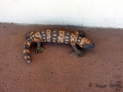 Gila Monster Sculpture - Wickenburg, AZ