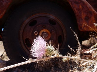 Ruby, AZ