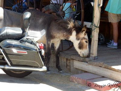 Oatman, AZ