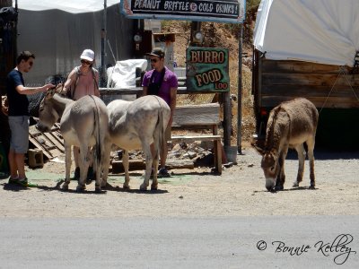 Oatman, AZ