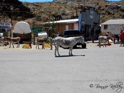 Oatman, AZ