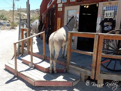 Oatman, AZ