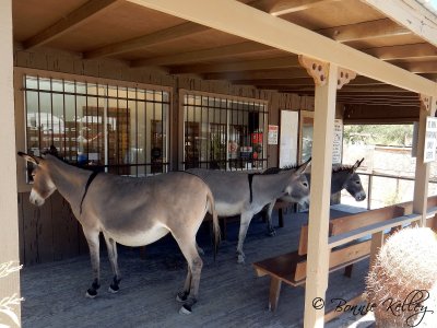 Oatman, AZ