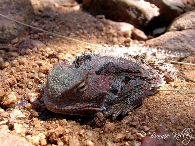 Payson Horned Toad