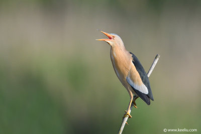 Little Bittern