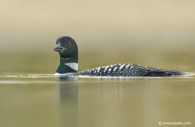 Common Loon
