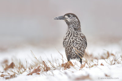 Spotted nutcracker