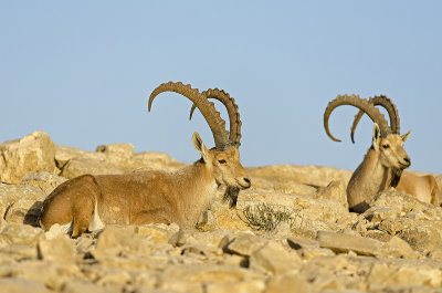 Nubian Ibex Couple