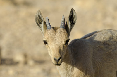 Young Nubian Ibex