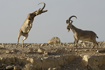 Young Nubian Ibex Couple During Fight