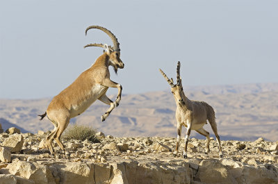 Young Nubian Ibex Couple During Fight