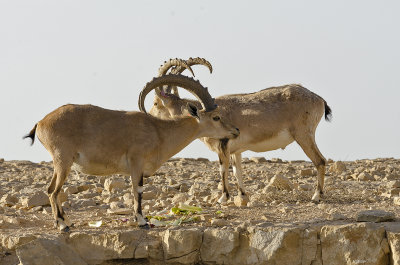 Young Nubian Ibex