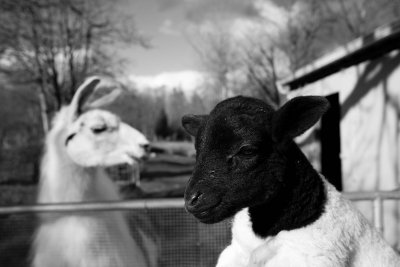 The Puget Sound Goat Rescue