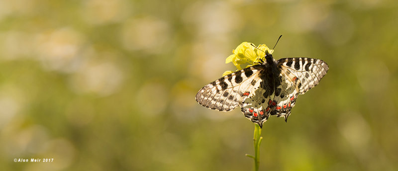 671A0608-1.jpg      Allancastria cerisyi speciosa