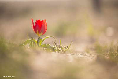 _tulipa_agenensis