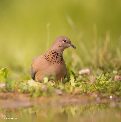 671A0943.jpg       Laughing Dove