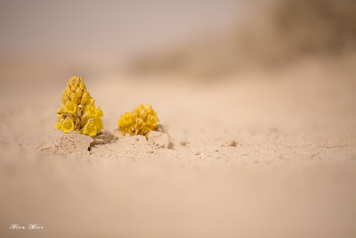 671A7054.jpg     Desert Broomrape	