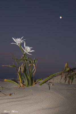 671A0259.jpg    Sea pancratium lily	