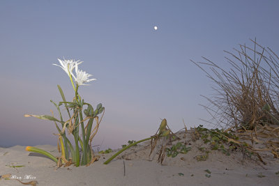 671A0232.jpg    Sea pancratium lily	