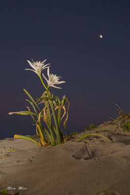 671A02631.jpg   Sea pancratium lily	