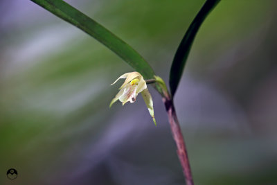 Mega Tiny Orchid